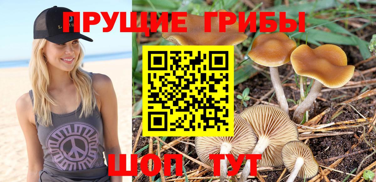 Кирово-Чепецк  Псилоцибиновые грибы Magic Shrooms  Вход с VPN 